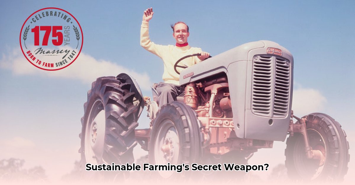 old-ferguson-tractor